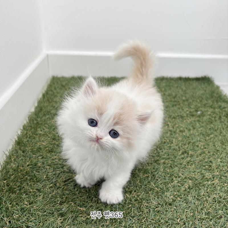 브리티쉬롱헤어 (양파)