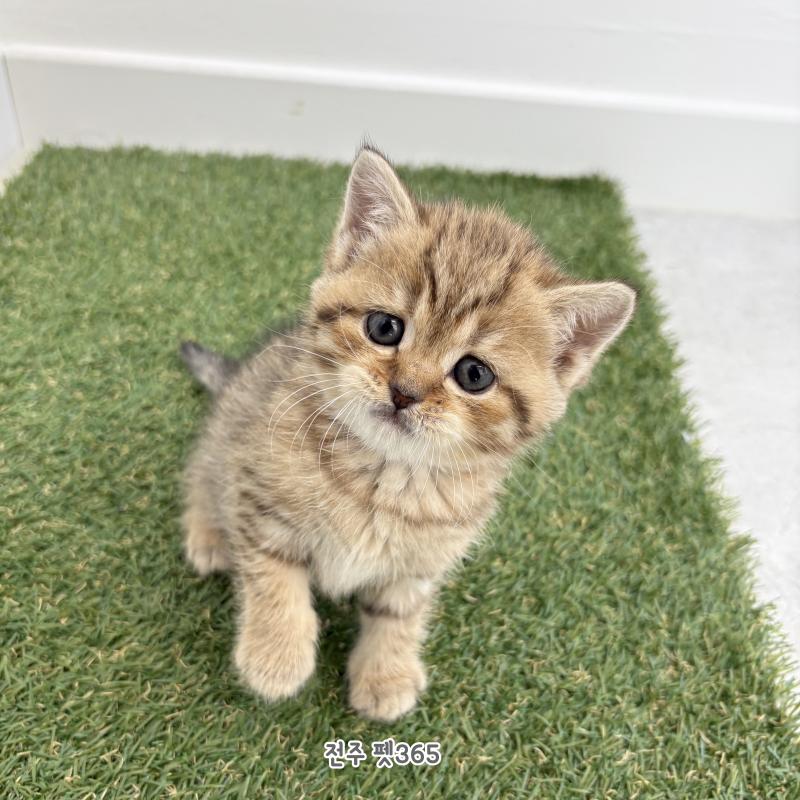 브리티쉬숏헤어 (호양이)