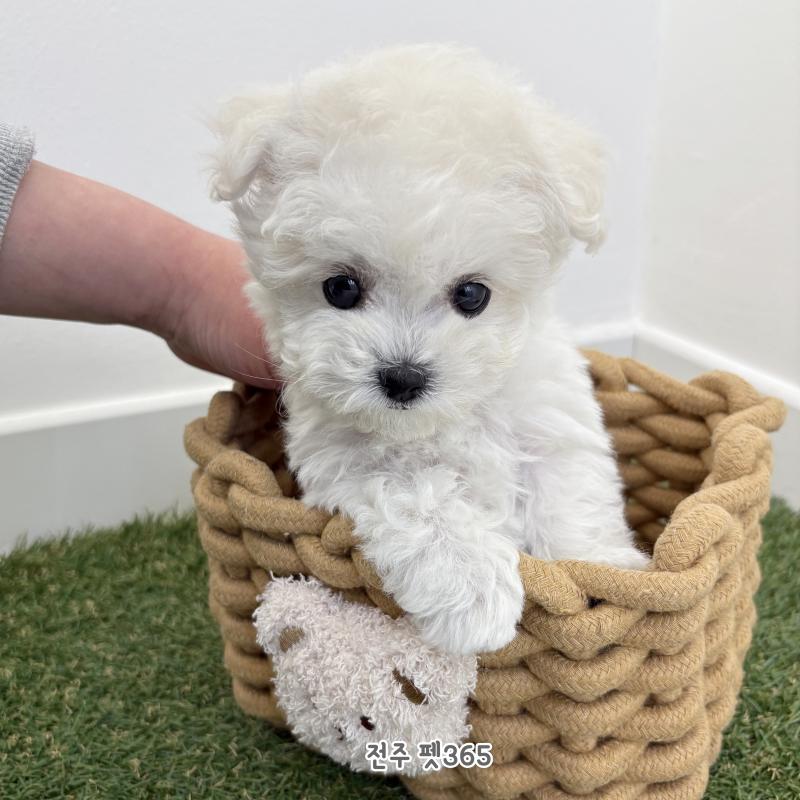 미니비숑프리제 (포근이)