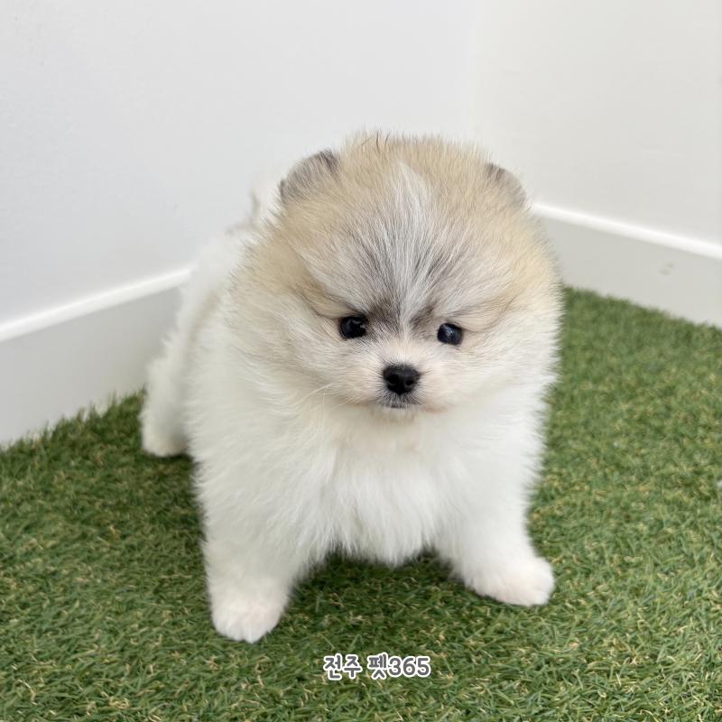 포메라니안 (꾸미)