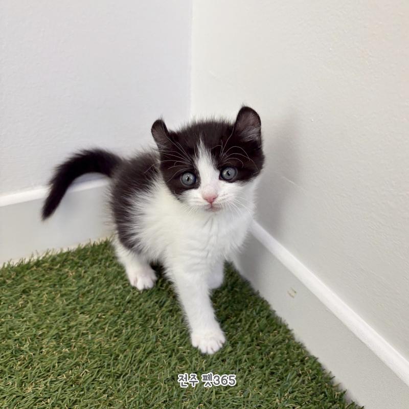 아메리칸 컬 (꼬미)