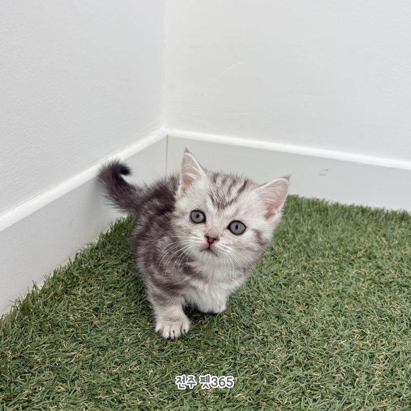 아메숏먼치킨 (말론이)