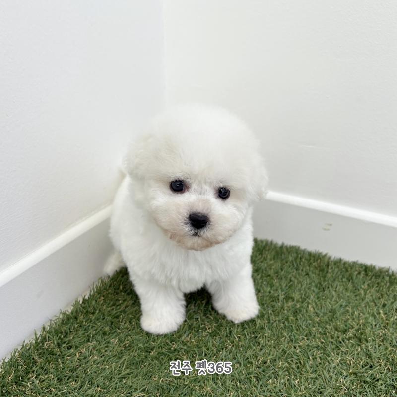 미니비숑프리제 (코코몽)