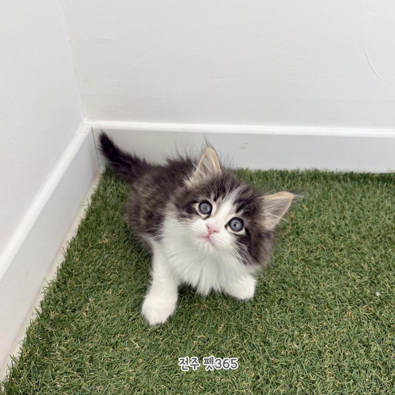 노르웨이 숲 (천둥이)