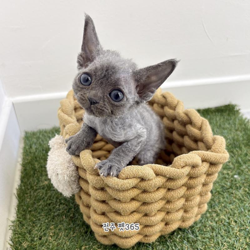 데본렉스 (번개)