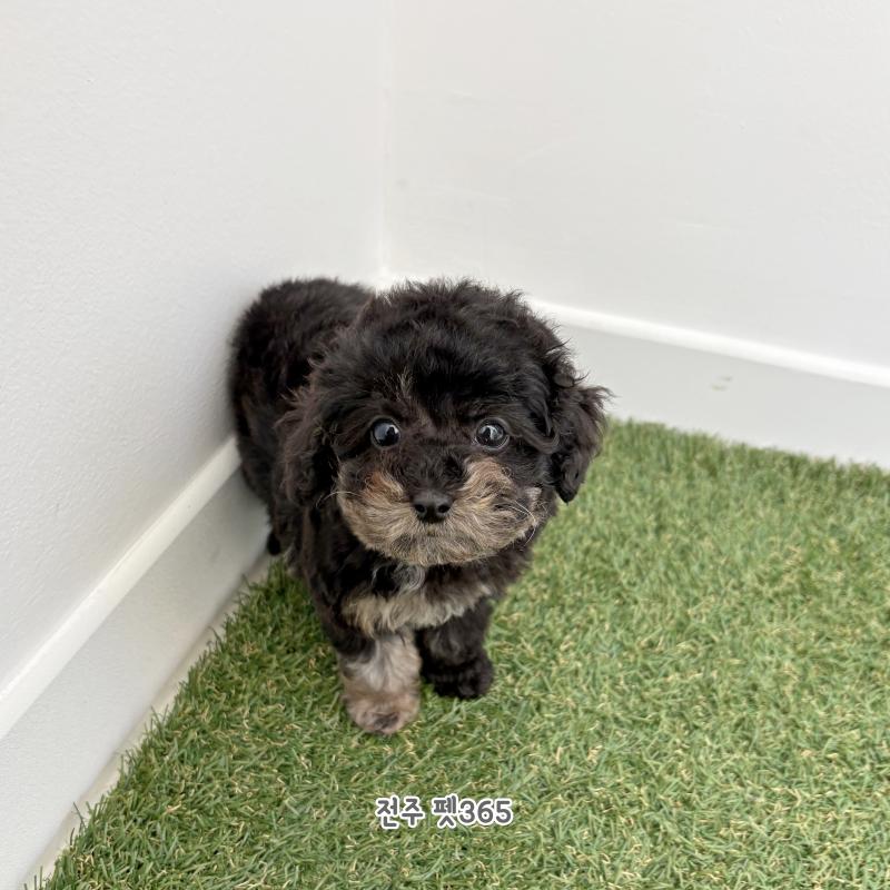 토이푸들 (쫀쿠)