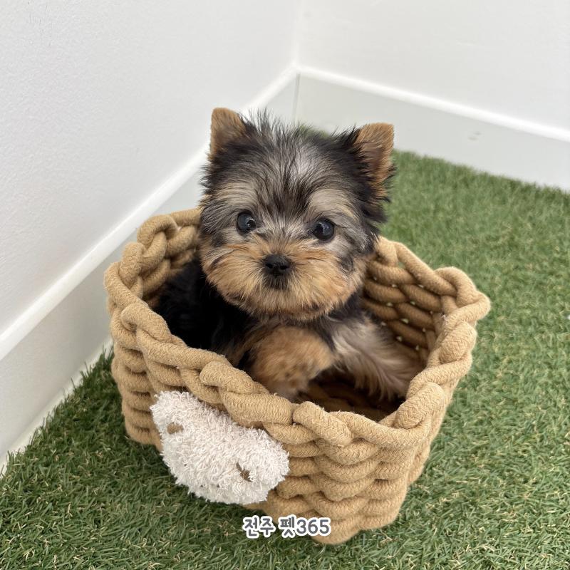 요크셔테리어 (흑당이)