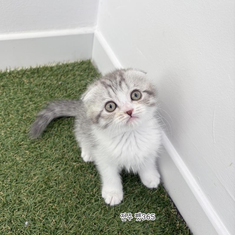 스코티쉬폴드 (하루)