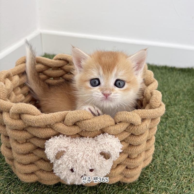 브리티쉬숏헤어 (레몬이)