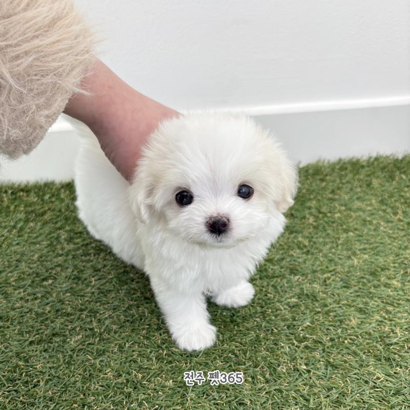 말티즈 (옹심이)