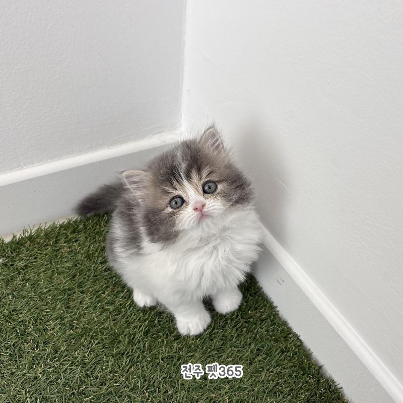 브리티쉬롱헤어 (라임이)