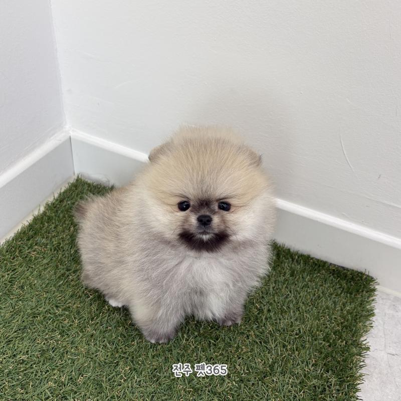 포메라니안 (라이언)