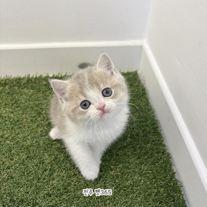 브리티쉬숏헤어 (로미)