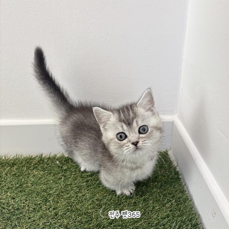 먼치킨 (메론이)