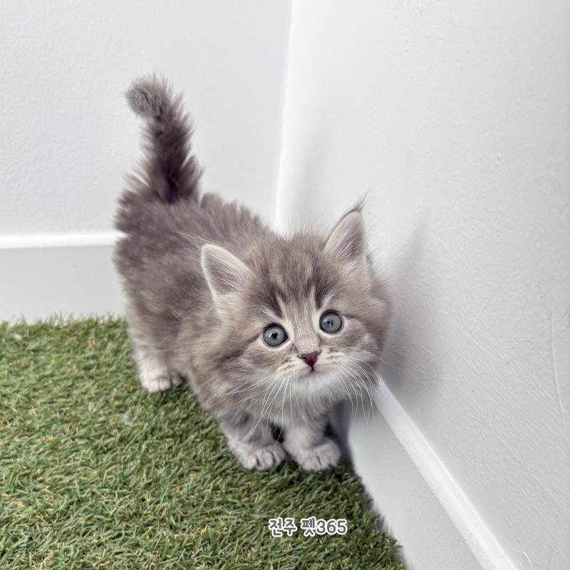 노르웨이 숲 (베르)