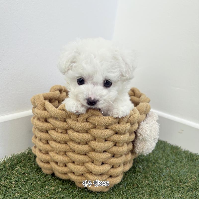 미니비숑프리제 (아옹이)