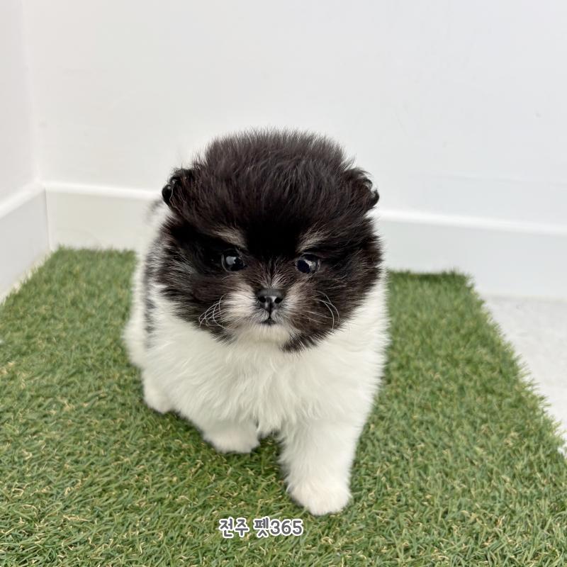 포메라니안 (앤쿠)