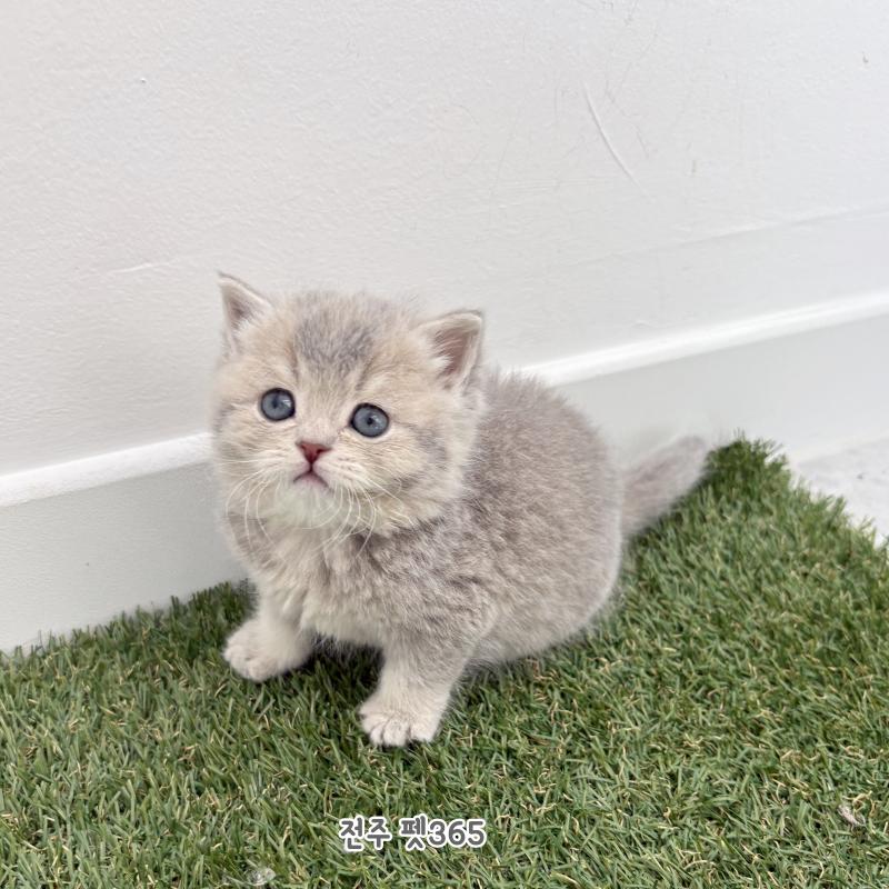 브리티쉬숏헤어 (아깽이)