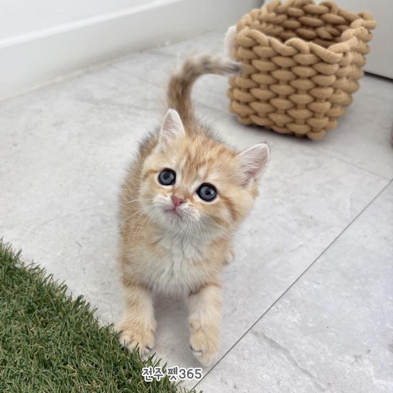 브리티쉬숏헤어 (마들렌)