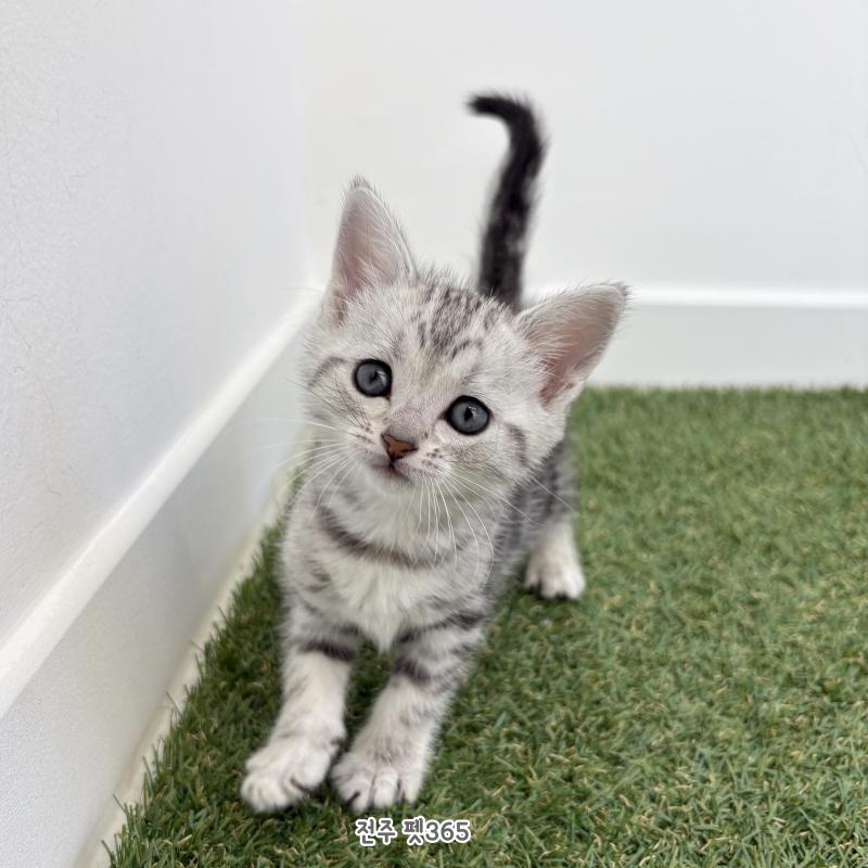 아메리칸숏헤어 (효리)