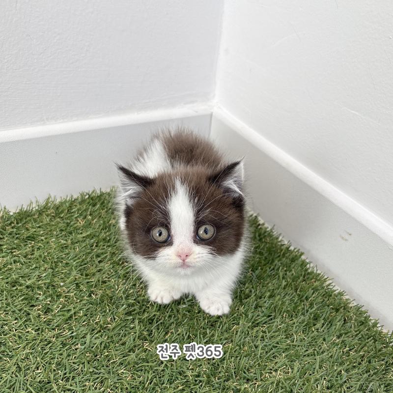 먼치킨 (꽁다리)