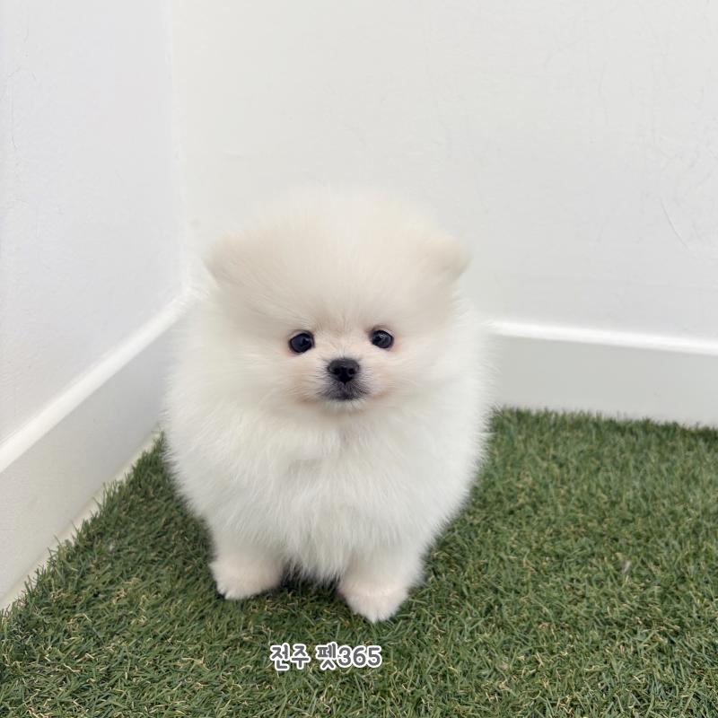 포메라니안 (에이스)