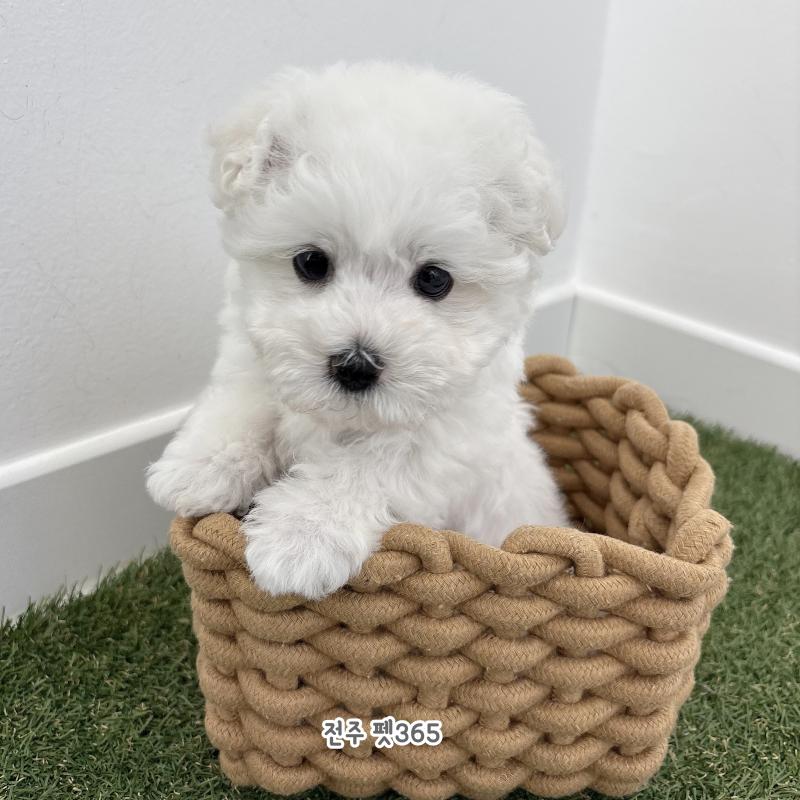 미니비숑프리제 (다옹이)