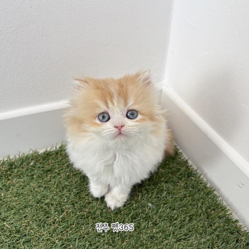 브리티쉬롱헤어 (써니)