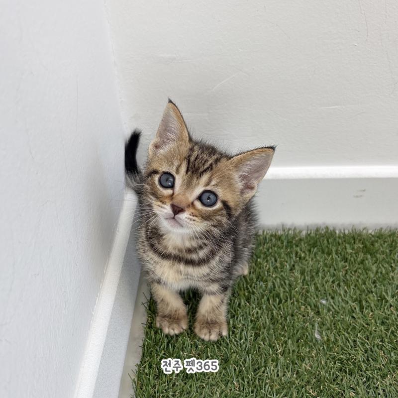 아메리칸숏헤어 (타코)