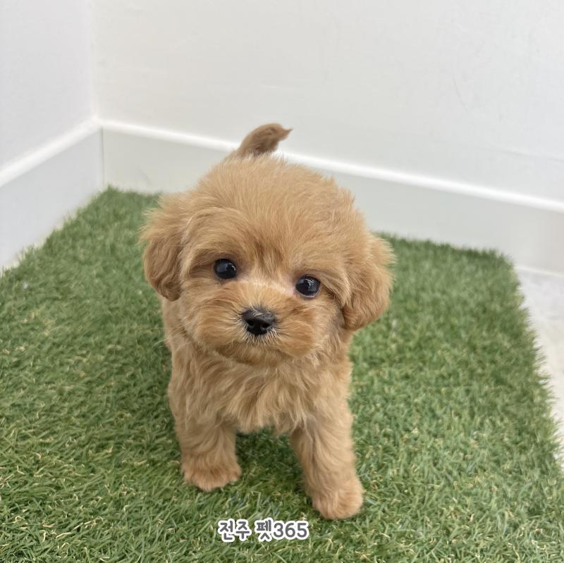 말티푸 (캐럿이)