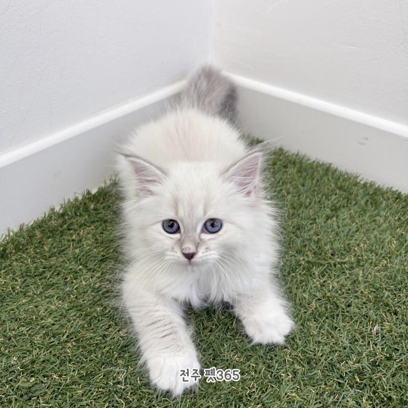 네바 마스커레이드 (아우라)