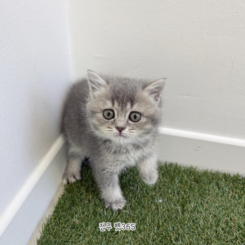 브리티쉬숏헤어 (궁댕이)