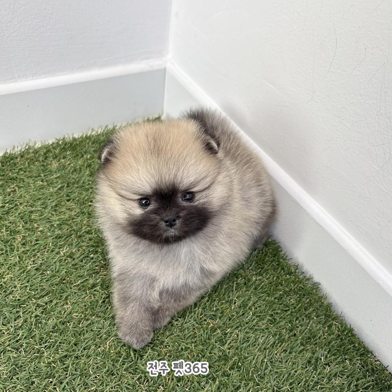 포메라니안 (또우)