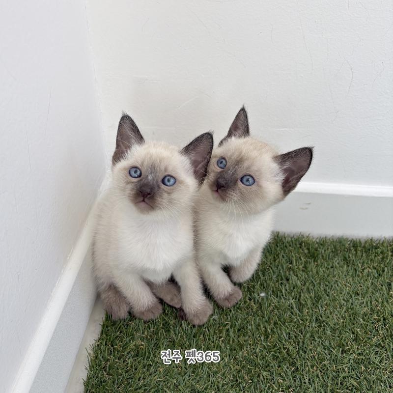 샴 (철이와미애)