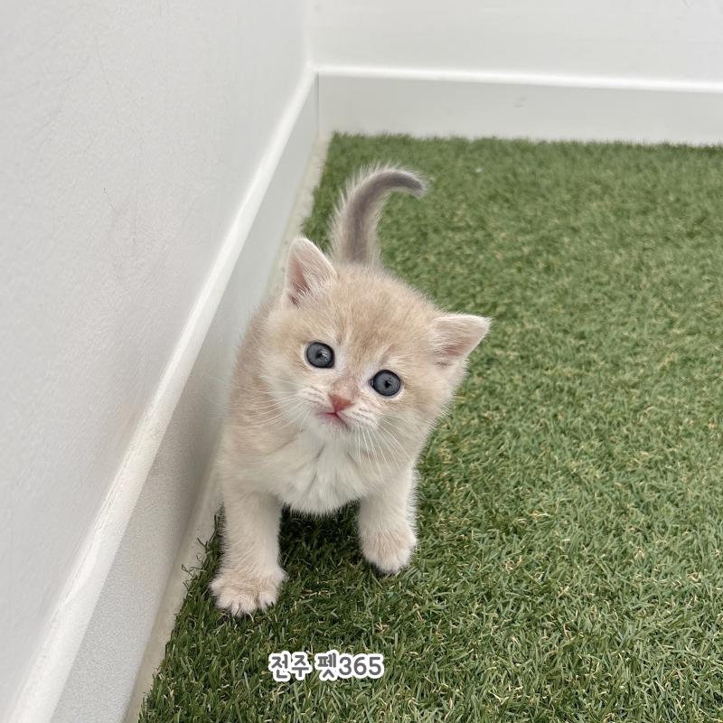 브리티쉬숏헤어 (피카츄)