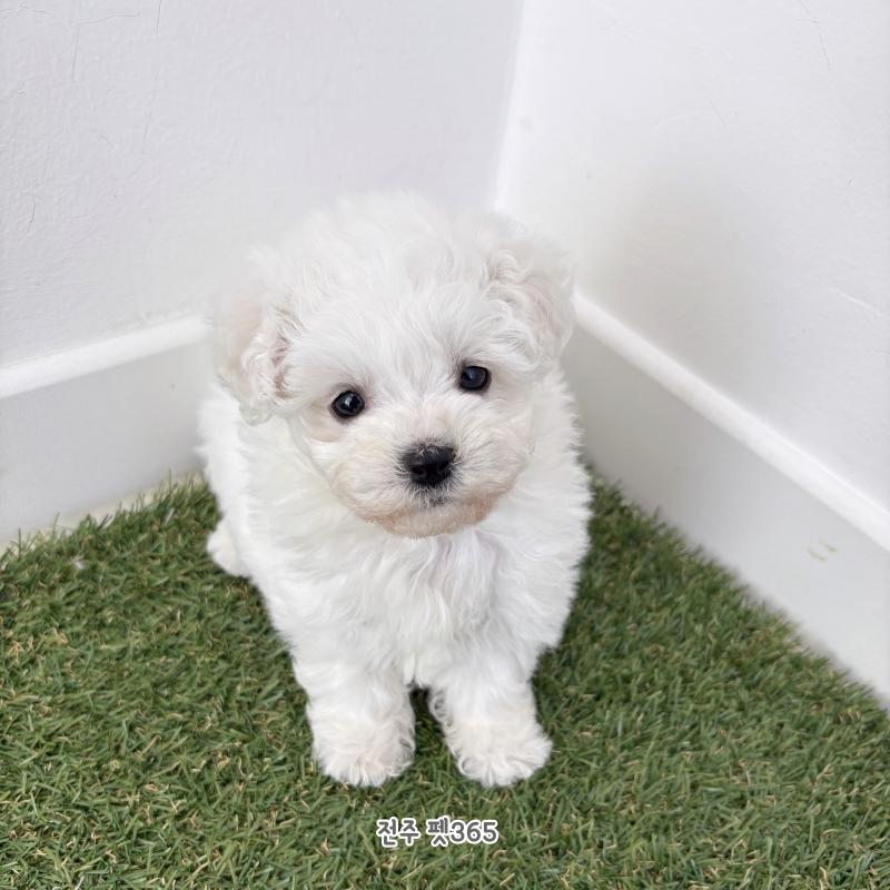 미니비숑프리제 (이안이)