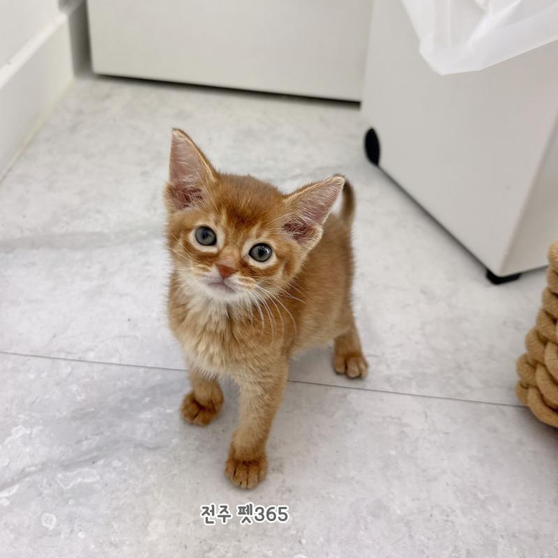 아비시니안 (알록이)