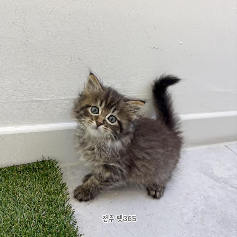 노르웨이 숲 (키시)