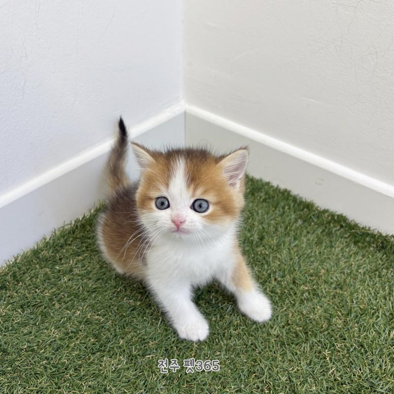 브리티쉬숏헤어 (은행이)