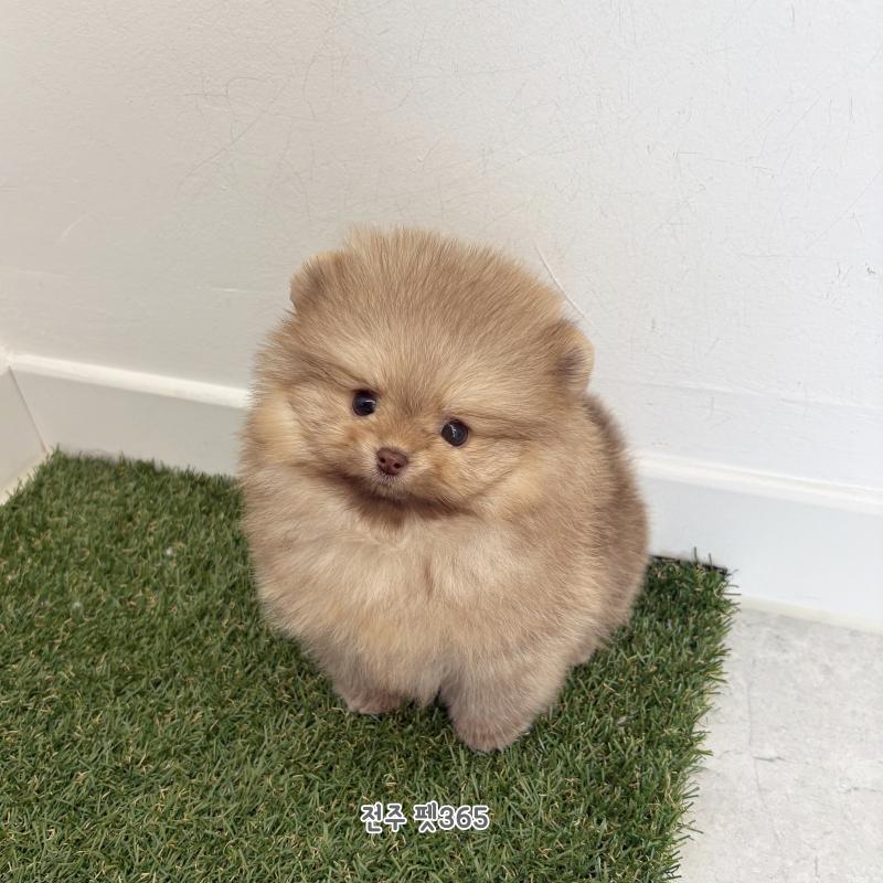 포메라니안 (빵또아)