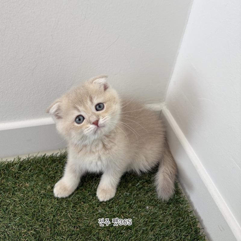 스코티쉬폴드 (바밤이)