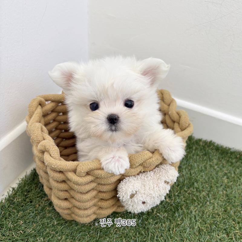 말티즈 (깡총이)