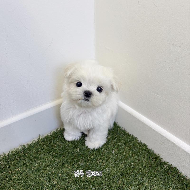 말티즈 (짱돌이)