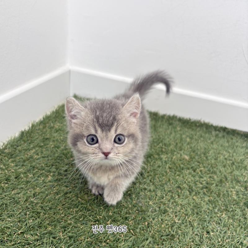 먼치킨 (콩닥이)