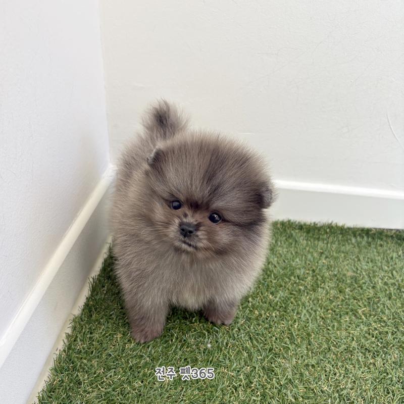 포메라니안 (카카오)