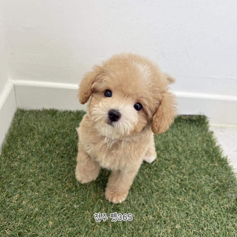 말티푸 (봉봉이)