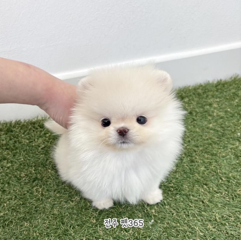 포메라니안 (슈화)