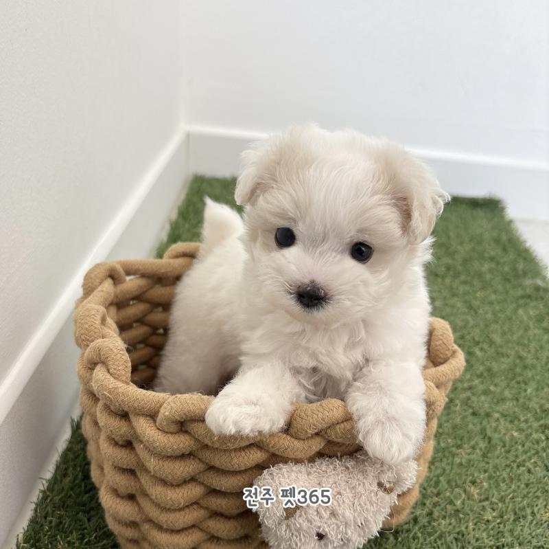 말티푸 (우렁이)