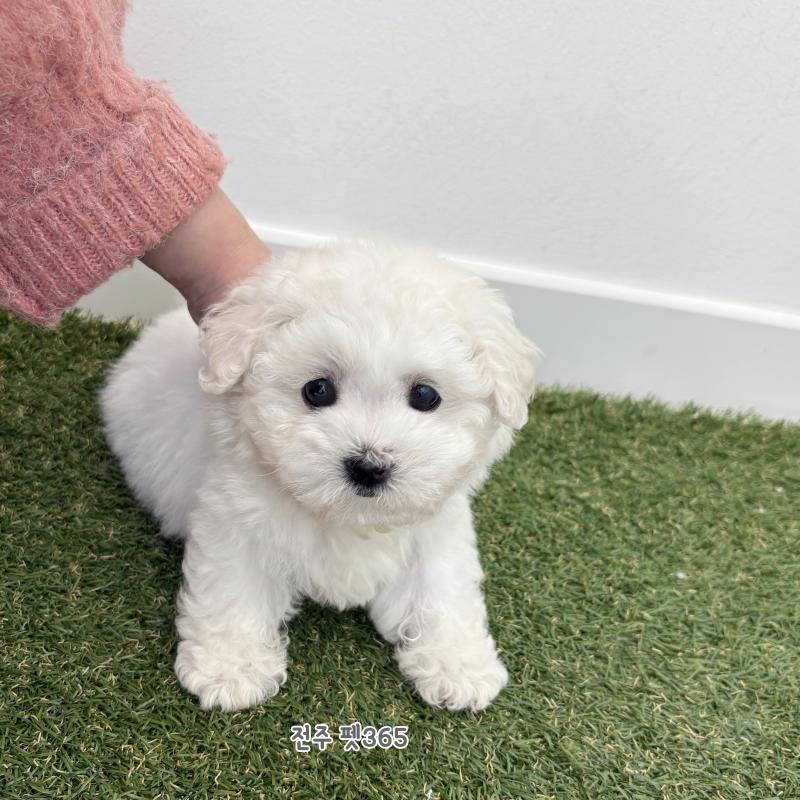 미니비숑프리제 (서울이)