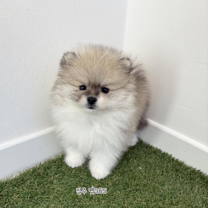 포메라니안 (탱고)